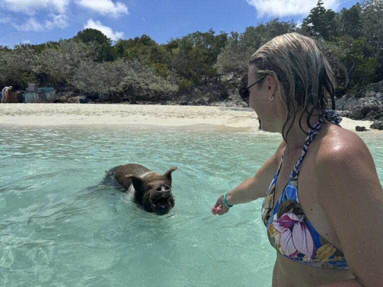 A woman in a floral bikini reaches out to a pig swimming towards her in turquoise water off an Exuma beach