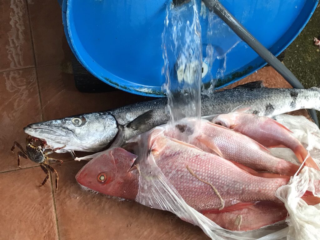 Fresh Fish