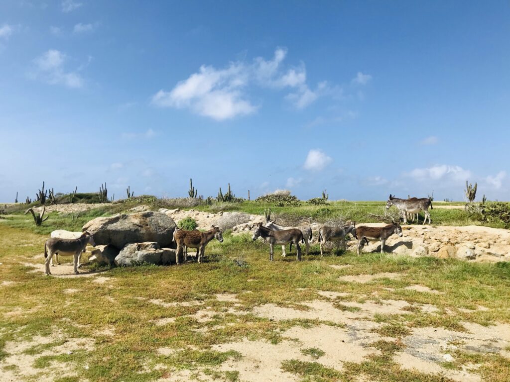 Donkeys on Aruba