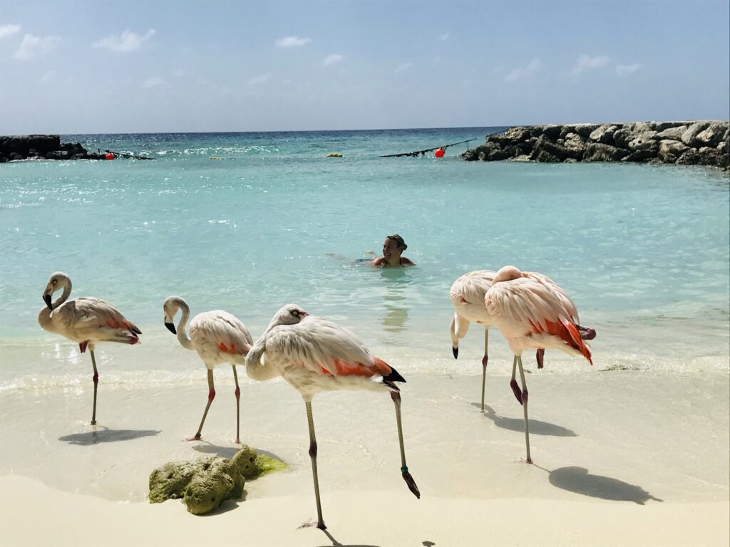 Swimming with flamingos in Aruba