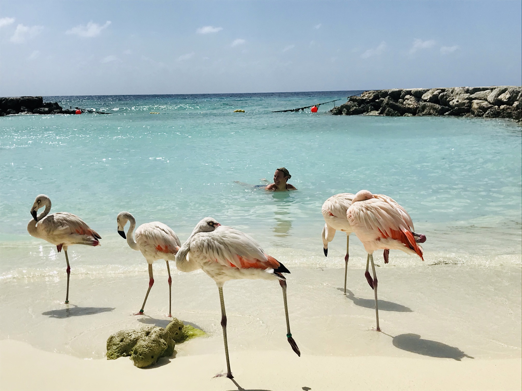 Swimming with flamingos in Aruba
