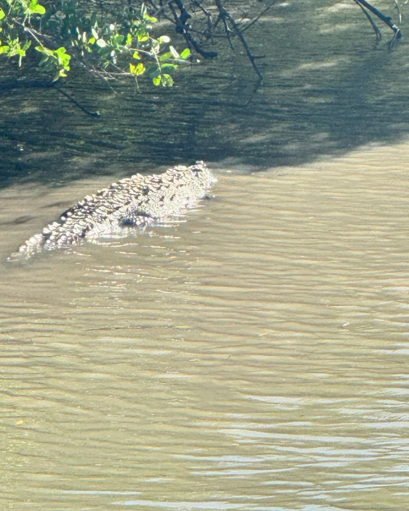 Crocodile