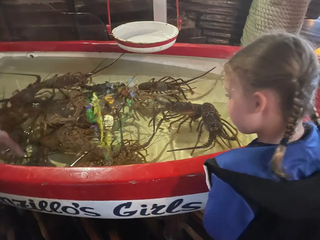 choosing a lobster