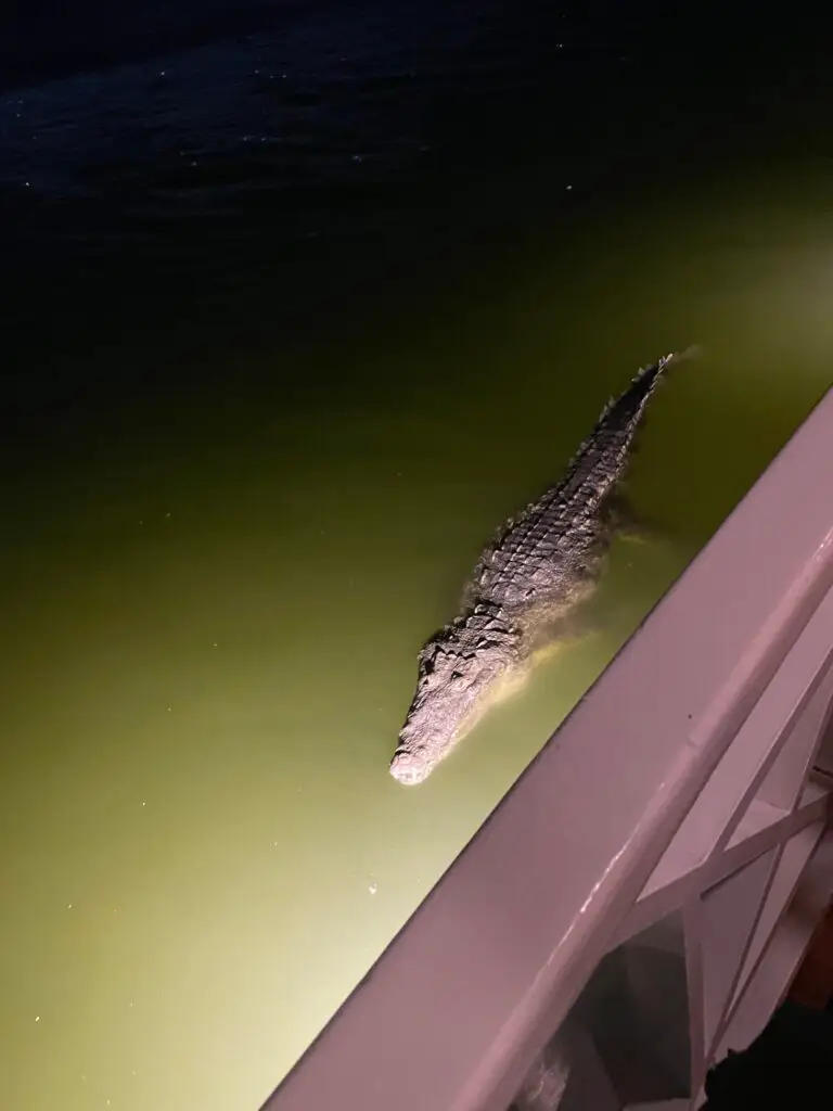 crocodile at the restaurant