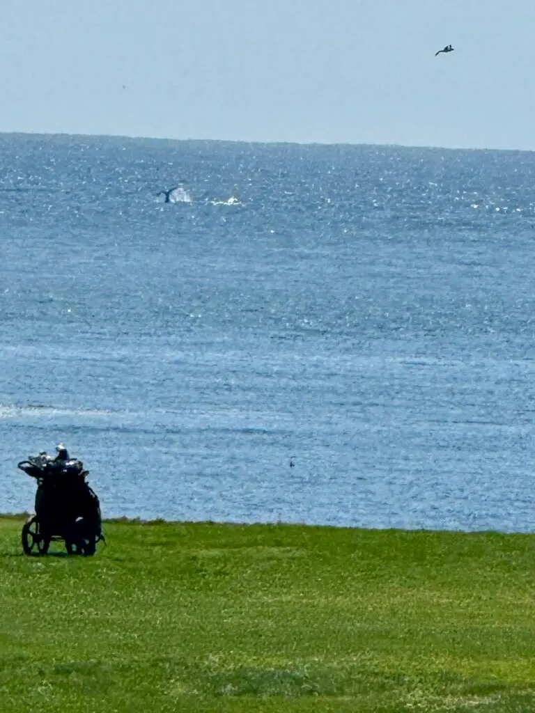 Whales swimming off Pebble Beach