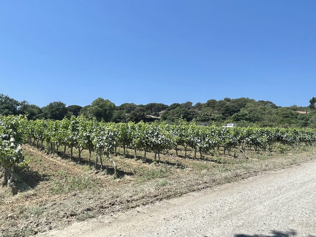 Rows of green vines beside a gravel track, with umbrella pines on the hillside under a clear blue sky