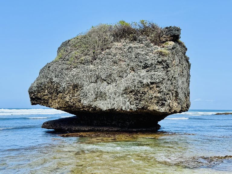 Giant mushroom-shaped rock topped with scrubby plants, standing in clear shallow water at Bathsheba, Barbados