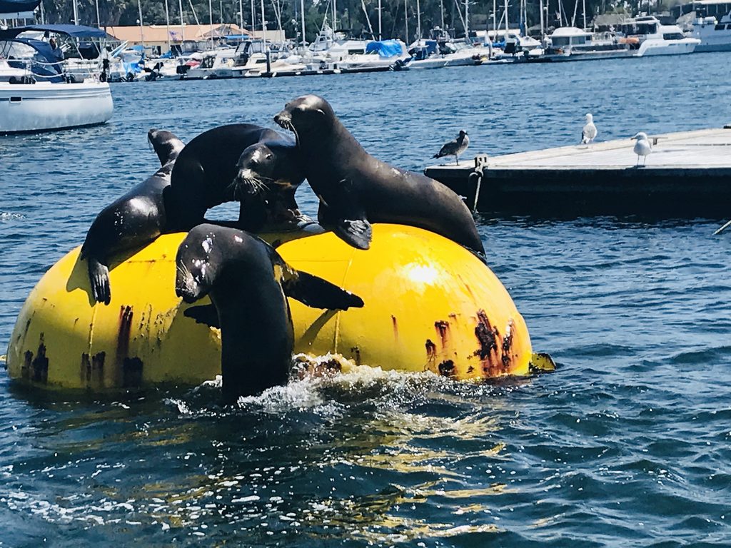Sea lions playing on barrel