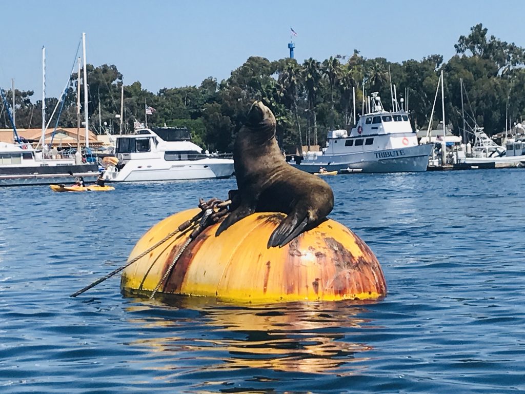 Sea lion on barrel