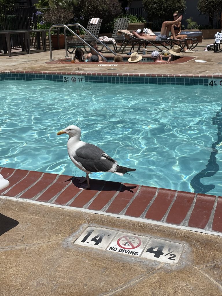 poolside at catamaran
