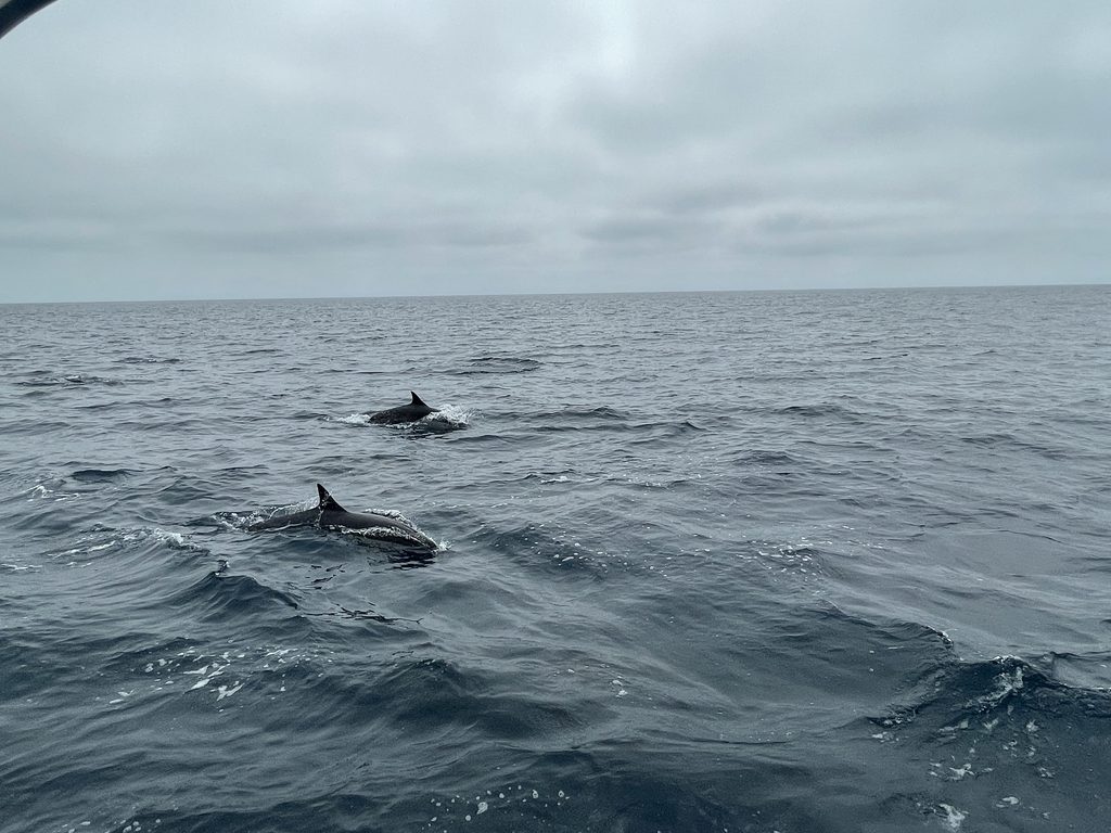 dolphins swimming